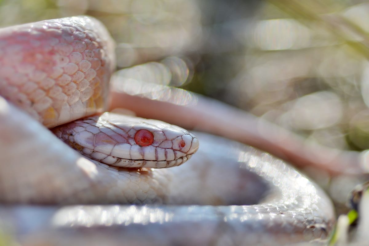 کنه‌ی مار (Snake Mite): تشخیص زودهنگام، درمان کامل و چرا نباید دست‌کمش گرفت