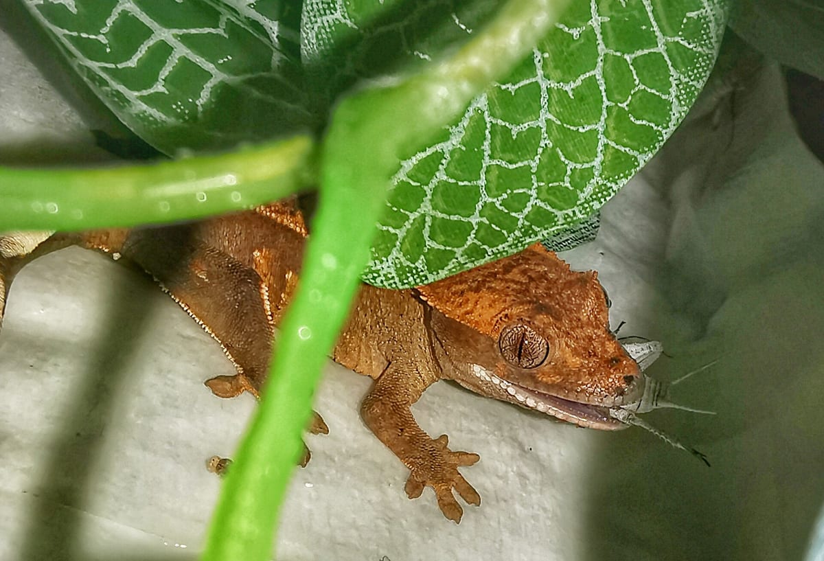 ماموریت نجات Gecko دها جوجه در معرض خطرا نجات می دهد — خبر