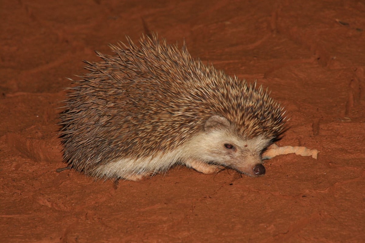 سندرم لرزش خارپشت (Wobbly Hedgehog Syndrome): وقتی هماهنگی حرکتی به‌تدریج از بین می‌رود — پستانداران کوچک