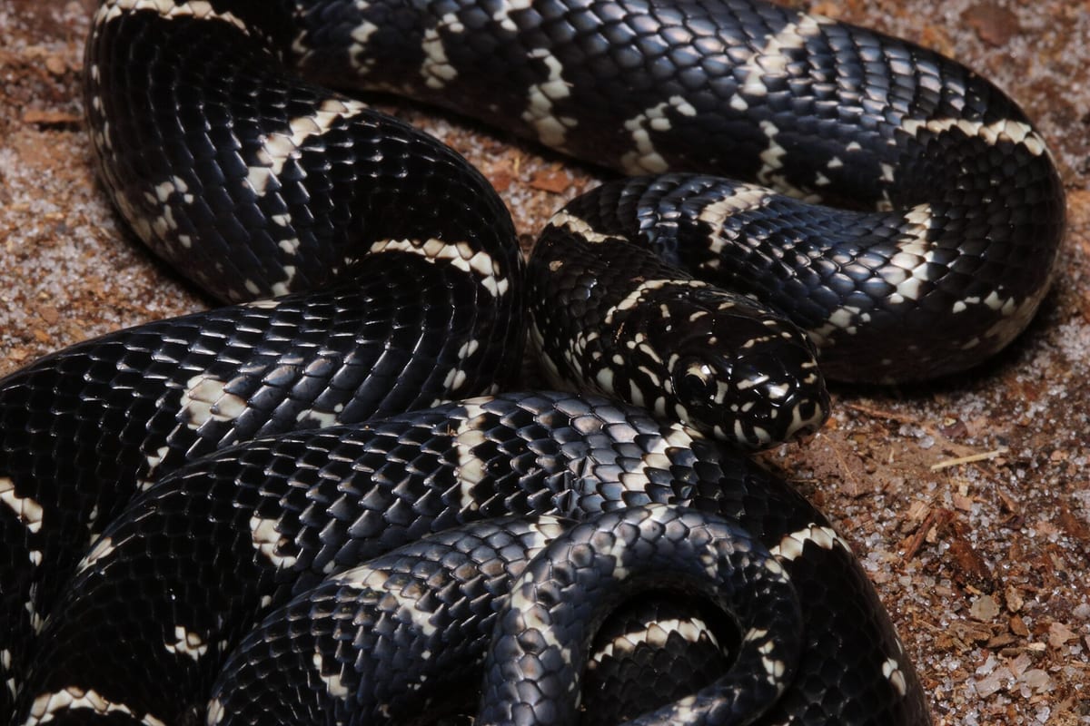 مار میلک اسنیک و کینگ اسنیک: زیبا، آرام و شکارچی هم‌نوع خودشان — خزندگان